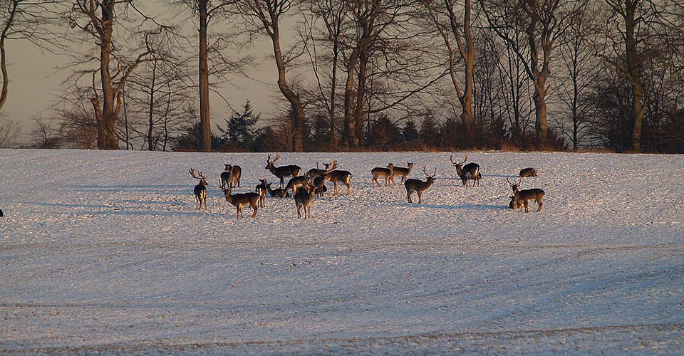 Jagt paa daavildt fyn